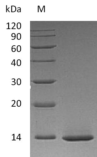 Recombinant Human Beta-nerve growth factor(NGF) (Active)