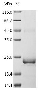 Recombinant Human Bone morphogenetic protein 15(BMP15)