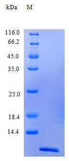 Recombinant Human C-C motif chemokine 13 protein(CCL13) (Active)