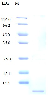 Recombinant Human C-C motif chemokine 14 protein(CCL14) (Active)