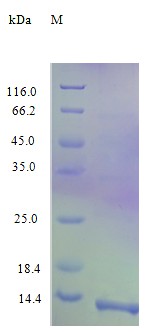 Recombinant Human C-C motif chemokine 17 protein(CCL17) (Active)