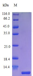 Recombinant Human C-C motif chemokine 18 (CCL18) (Active)