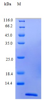 Recombinant Human C-C motif chemokine 2 protein(CCL2) (Active)