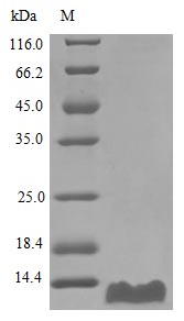 Recombinant Human C-C motif chemokine 20 protein(CCL20) (Active)