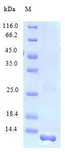 Recombinant Human C-C motif chemokine 21 protein(CCL21) (Active)