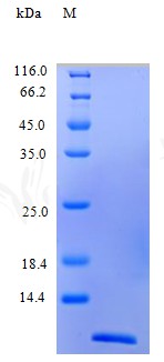 Recombinant Human C-C motif chemokine 22 protein(CCL22) (Active)