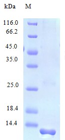 Recombinant Human C-C motif chemokine 23 protein(CCL23) (Active)