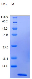Recombinant Human C-C motif chemokine 24 protein(CCL24) (Active)