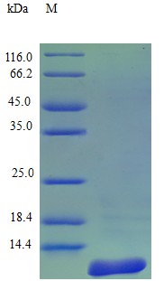 Recombinant Human C-C motif chemokine 27 protein(CCL27) (Active)