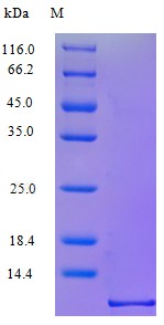 Recombinant Human C-C motif chemokine 3 protein(CCL3) (Active)