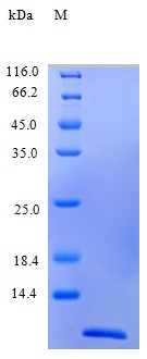 Recombinant Human C-C motif chemokine 4 protein(CCL4) (Active)