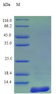 Recombinant Human C-C motif chemokine 7 protein(CCL7) (Active)