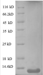 Recombinant Human C-X-C motif chemokine 10(CXCL10)