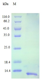 Recombinant Human C-X-C motif chemokine 13 protein(CXCL13) (Active)