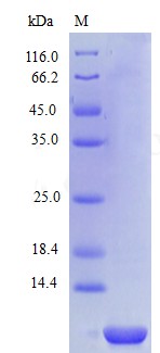 Recombinant Human C-X-C motif chemokine 2 protein(CXCL2) (Active)