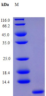 Recombinant Human C-X-C motif chemokine 5 protein(CXCL5) (Active)