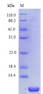 Recombinant Human C-X-C motif chemokine 6 protein(CXCL6) (Active)
