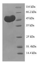 Recombinant Human C-type lectin domain family 18 member A(CLEC18A)