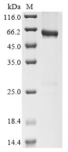 Recombinant Human CD177 antigen(CD177),Partial