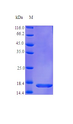 Recombinant Human CD40 ligand(CD40LG),partial (Active)