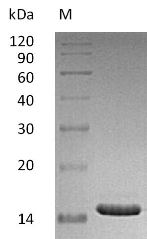 Recombinant Human CD40 ligand(CD40LG),partial (Active)