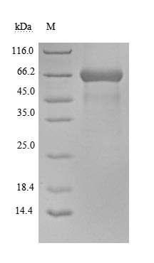 Recombinant Human CD48 antigen(CD48) (Active)