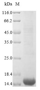 Recombinant Human CD63 antigen(CD63),partial