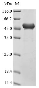 Recombinant Human CUGBP Elav-like family member 1(CELF1)(T173E,S178D,S285D,S288D,S295D,S296D,S298D)