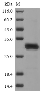 Recombinant Human Calcium/calmodulin-dependent protein kinase II inhibitor 1(CAMK2N1)