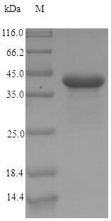 Recombinant Human Carcinoembryonic antigen-related cell adhesion molecule 7(CEACAM7)