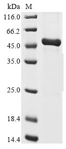 Recombinant Human Chorionic somatomammotropin hormone 2(CSH2)