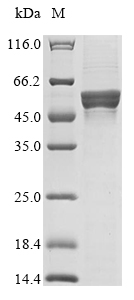 Recombinant Human Cis-aconitate decarboxylase(ACOD1)