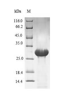 Recombinant Human Coagulation factor VII(F7),partial