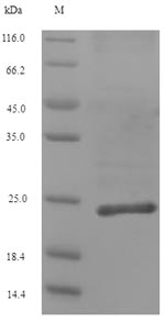 Recombinant Human Collagen alpha-1(XII) chain(COL12A1) ,partial