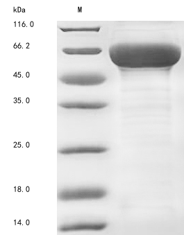 Recombinant Human Collagen alpha-6(VI) chain(COL6A6),partial