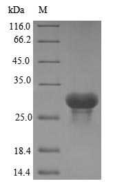 Recombinant Human Complement C1q subcomponent subunit A(C1QA)
