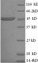 Recombinant Human Creatine kinase U-type, mitochondrial(CKMT1A)