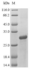 Recombinant Human Cyclic AMP-dependent transcription factor ATF-3(ATF3)
