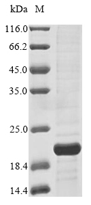 Recombinant Human Cyclin-dependent kinase 4 inhibitor B(CDKN2B)