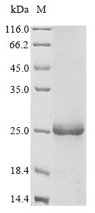 Recombinant Human Cytidine deaminase(CDA)