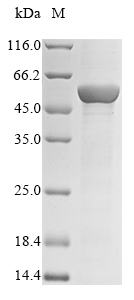 Recombinant Human Cytochrome P450 2C19(CYP2C19)