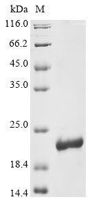 Recombinant Human Cytokine-like protein 1(CYTL1)