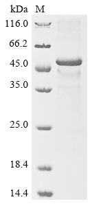 Recombinant Human Cytokine receptor-like factor 1(CRLF1)