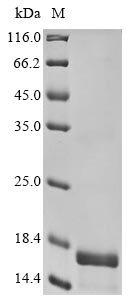 Recombinant Human D(1A) dopamine receptor(DRD1),partial