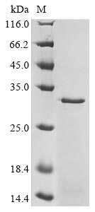 Recombinant Human D(2) dopamine receptor(DRD2),partial