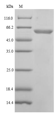 Recombinant Human DNA-directed DNA/RNA polymerase mu(POLM)