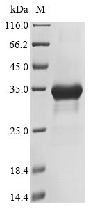 Recombinant Human DNA polymerase theta(POLQ),partial