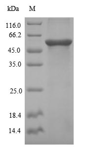Recombinant Human Desmoglein-3(DSG3) ,partial