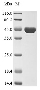 Recombinant Human Diablo homolog, mitochondrial(DIABLO)
