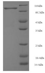 Recombinant Human E3 ubiquitin-protein ligase SMURF2(SMURF2)